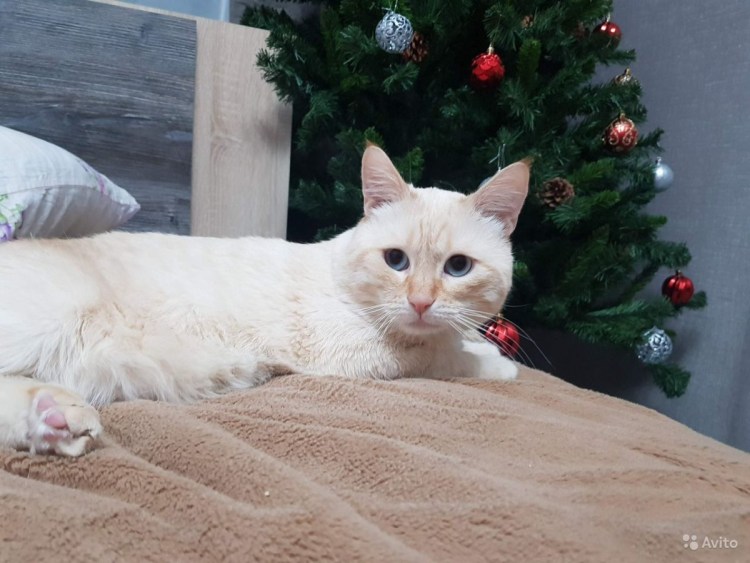 Тайский кот Red point