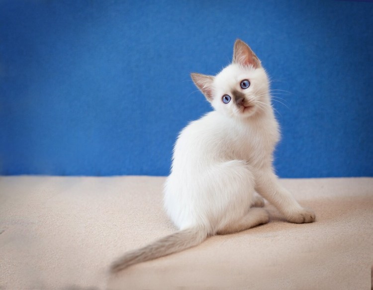 Тайский котенок большой