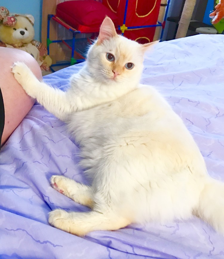 Тайская кошка ред Пойнт