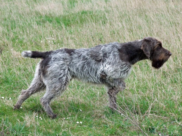 Метис дратхаара и гончей
