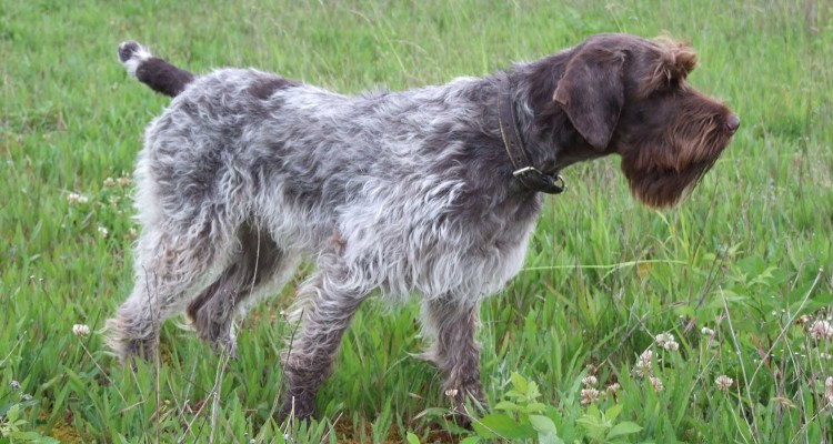 Дратхаар Курцхаар смешное