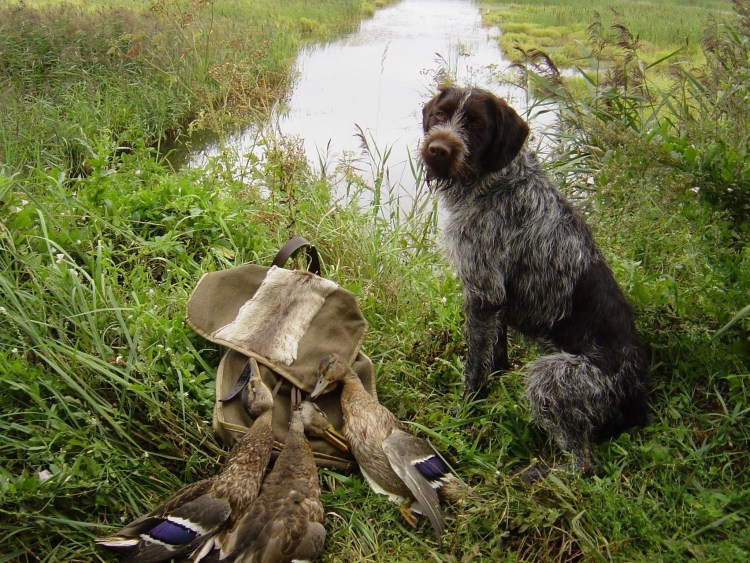 Спаниель дратхаар