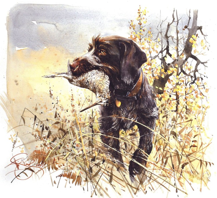 Охота арт дратхаар