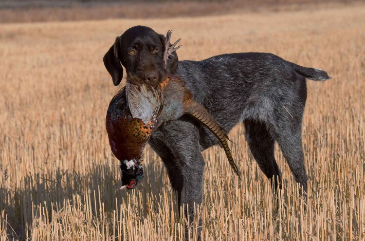 Охотничий дратхаар