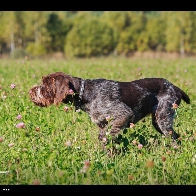 Дратхаар клеймо RGM