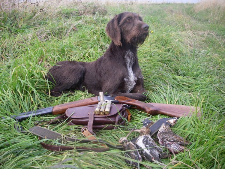 Немецкая овчарка дратхаар