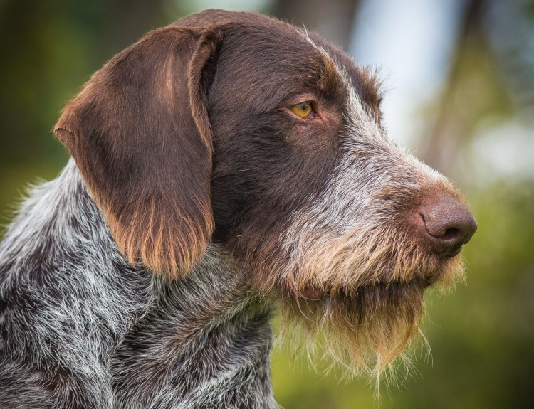 Мохнатый дратхаар