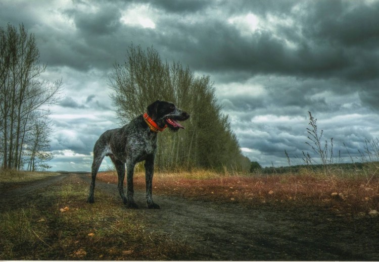 Джим Киллен художник