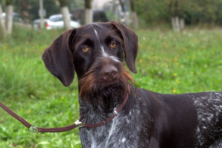 Щенки дратхаара