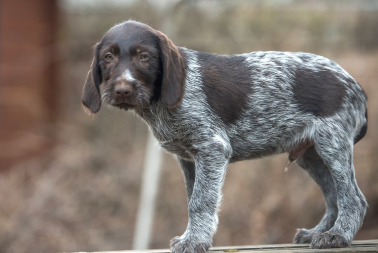 Бородатая охотничья собака