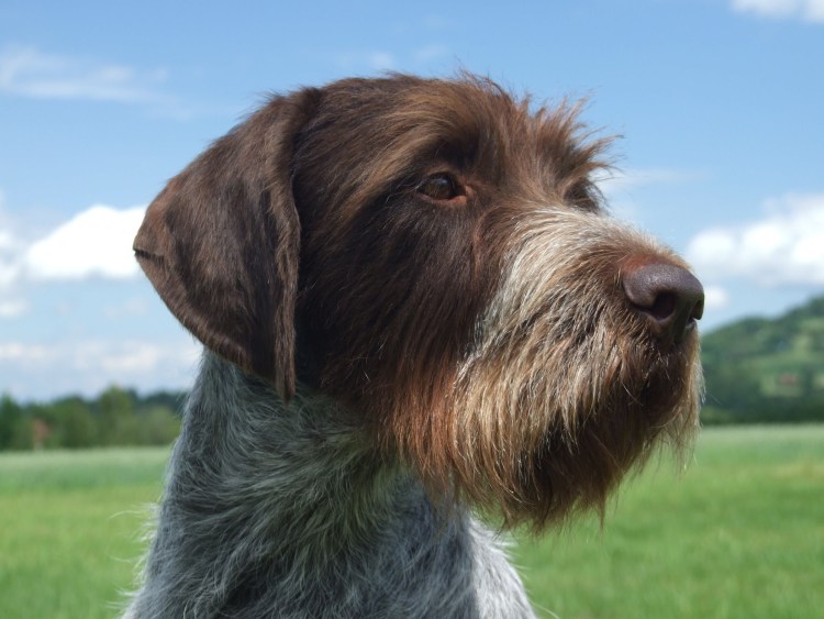 Дратхаар длинношерстный