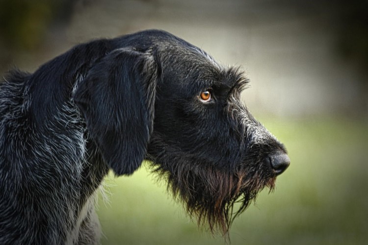 Порода собак градхар и конехаар