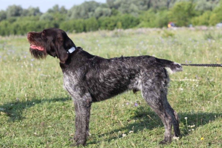 Дратхаар Вайс