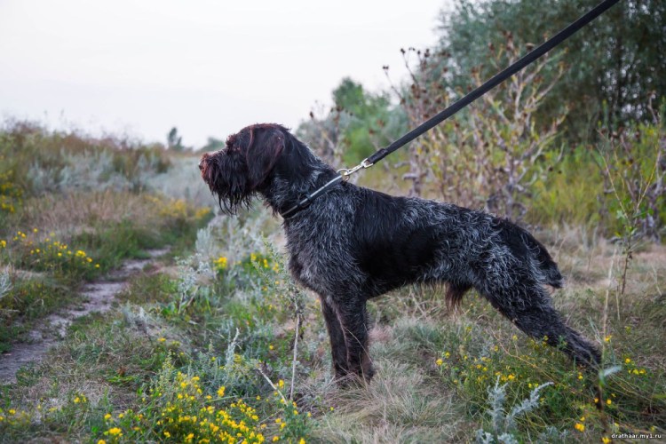 Курцхаар дратхаар Лангхаар