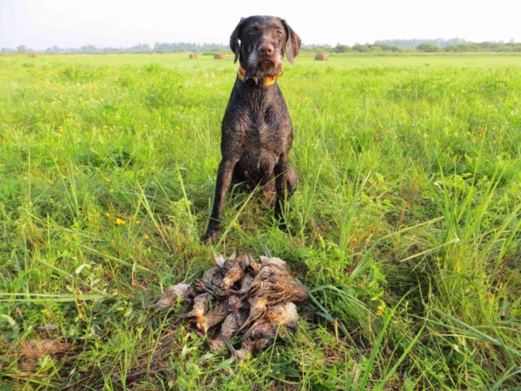 Пойнтер Курцхаар дратхаар цена