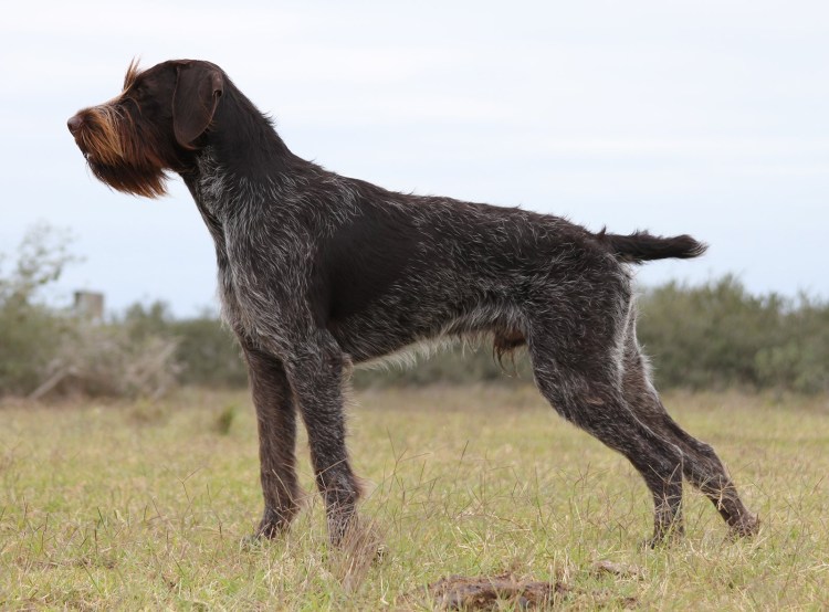 Вальдшнеп картины дратхаар