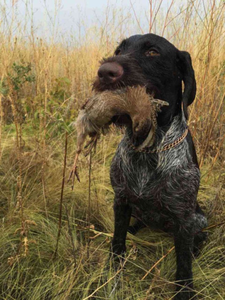 Дратхаар жесткошерстный