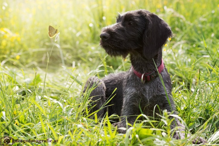 Дратхаар 1353