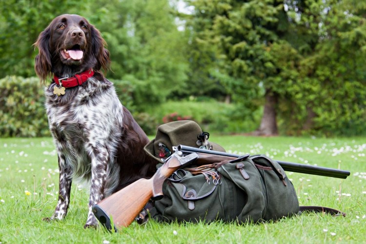 Дойч дратхаар