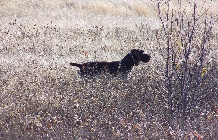 Стандарт дратхаара жесткошерстный