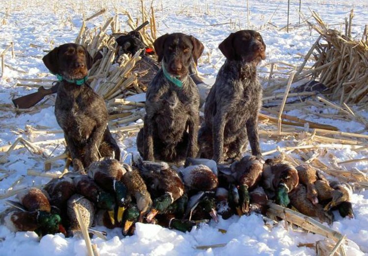 Охотничий дратхаар