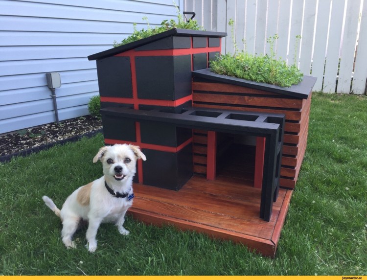 Маленькая будка для собаки