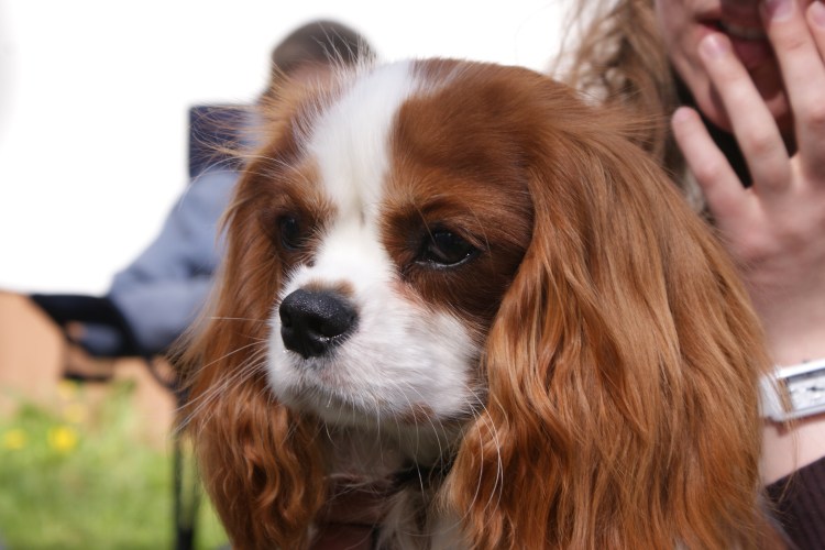 Кавалер Кинг Чарльз спаниель