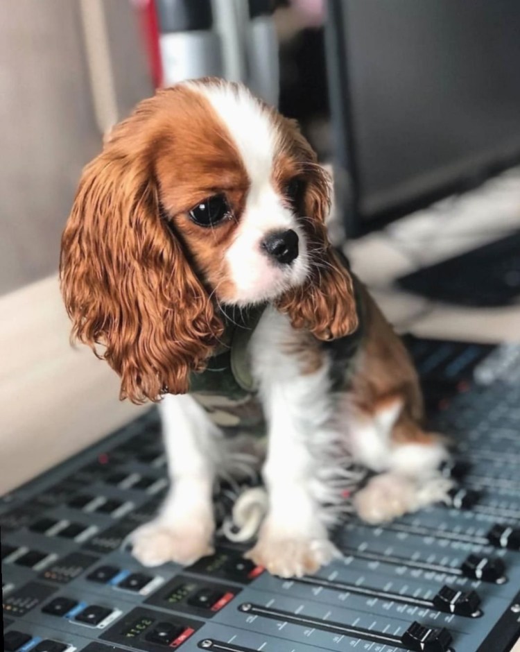 Кинг Чарльз спаниель