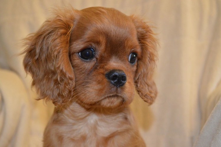 Кавалер Кинг Чарльз спаниель