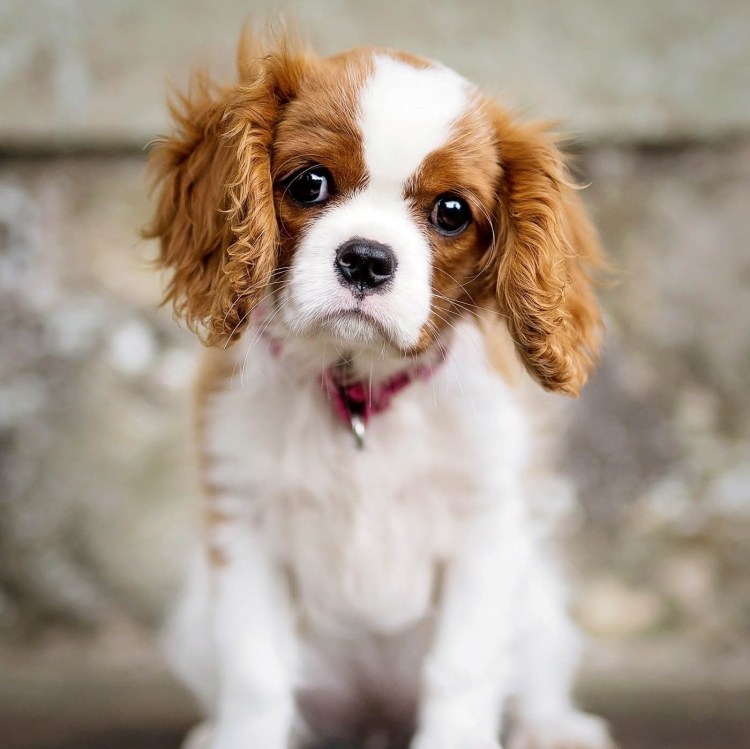 Кавалер Кинг Чарльз спани