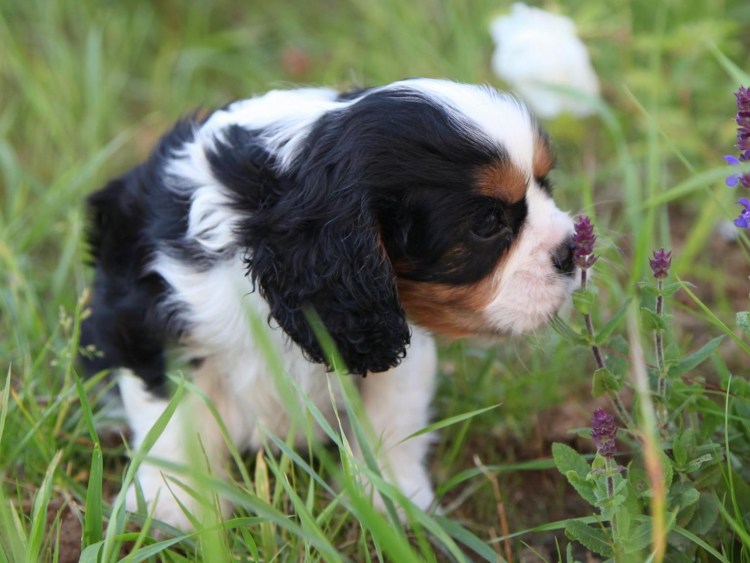 Кавалер Кинг Чарльз спаниель