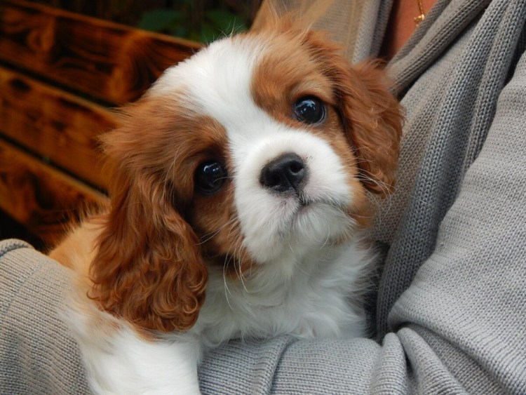 Ковалер Кин Чаинс спанеель