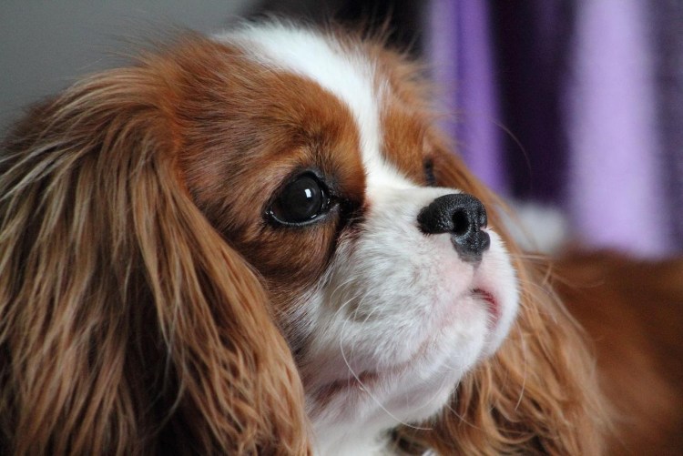 Кавалер Кинг Чарльз спаниель