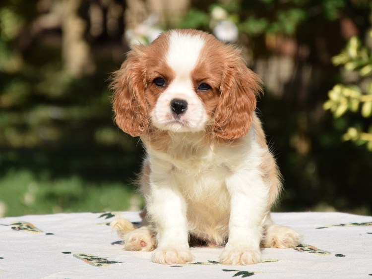 Кокер спаниель кавалер