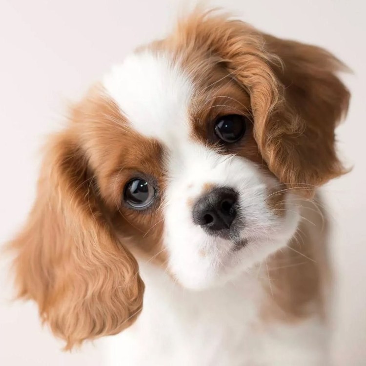 Собака кавалер Кинг Чарльз спаниель