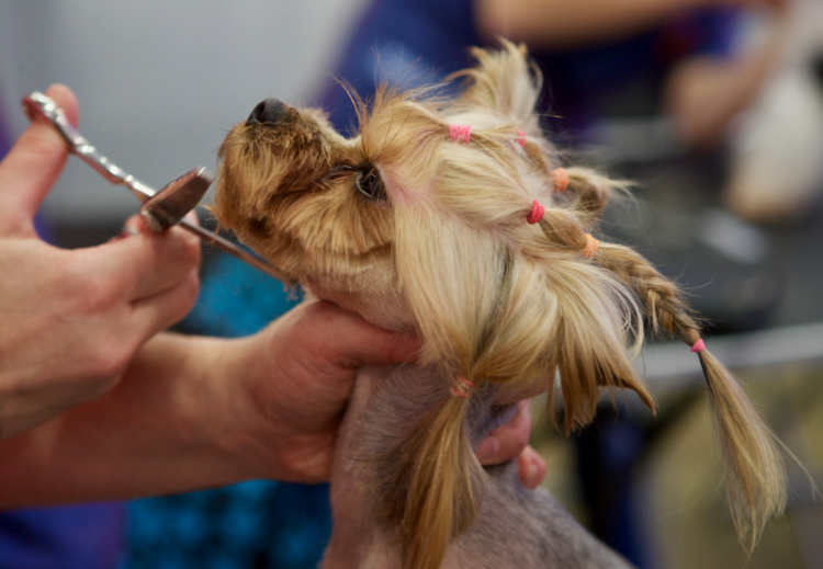 Французская овчарка Бриар