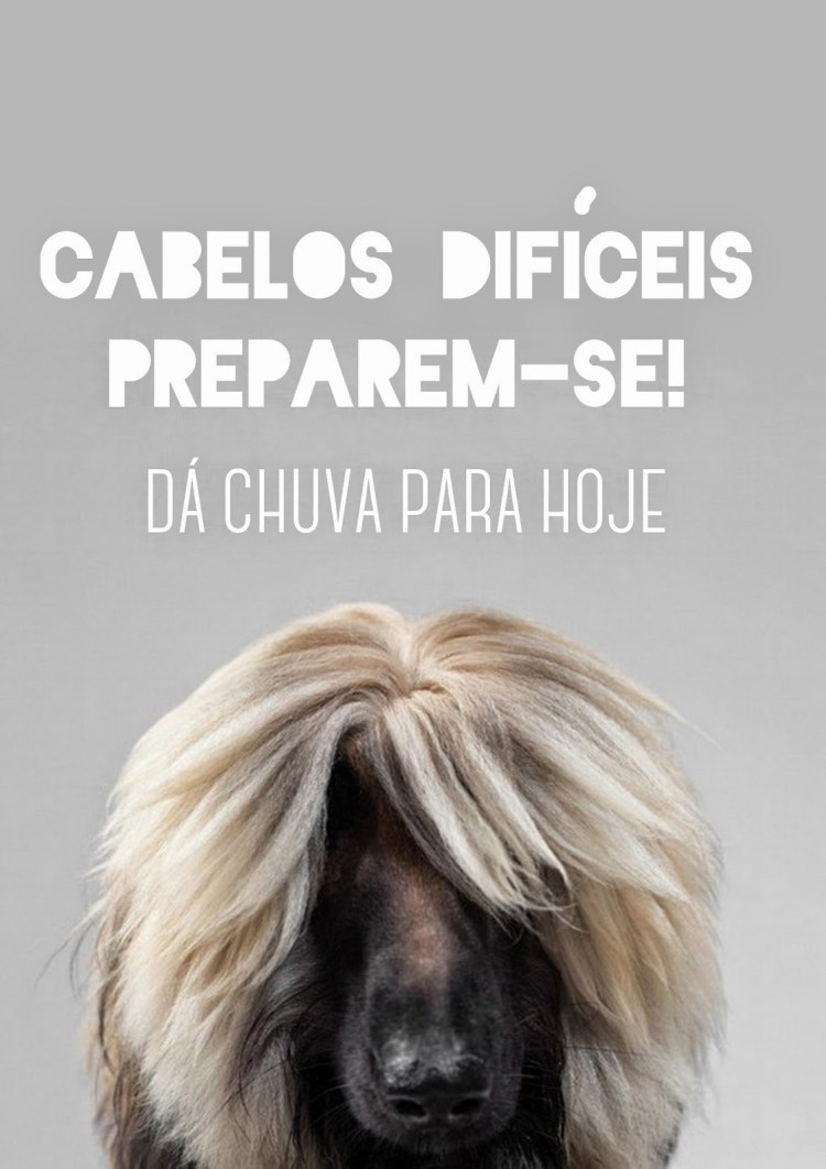 Собачка Мальтийская болонка