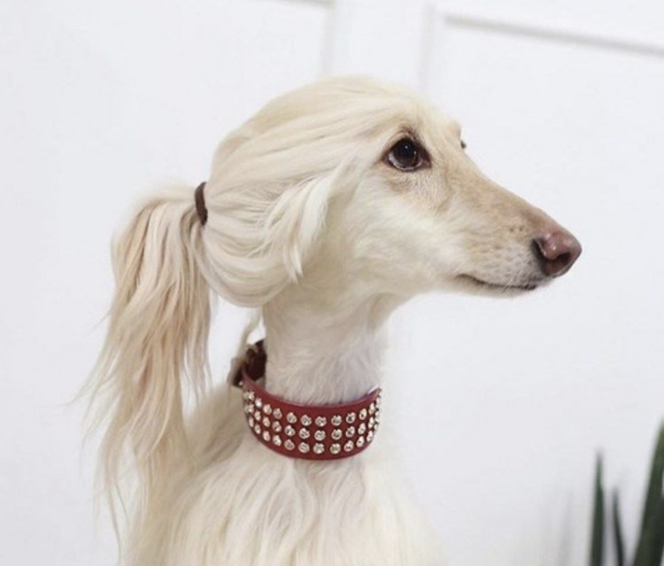 Смешные прически собак