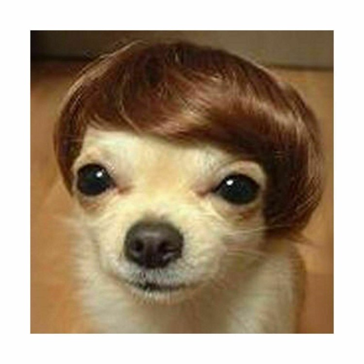 Стрижка йорков с челкой