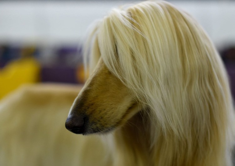 Афганская борзая с челкой