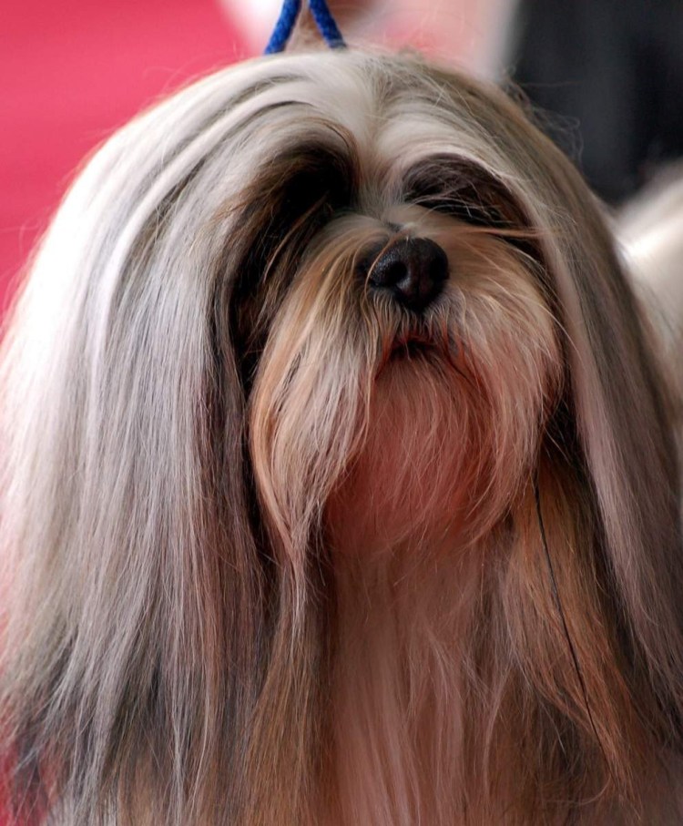 Лхасский терьер Апсо