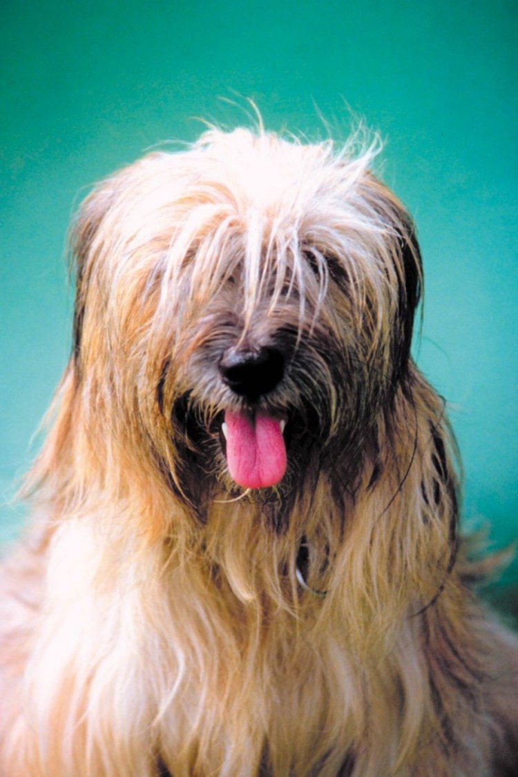 Собака с длинной челкой