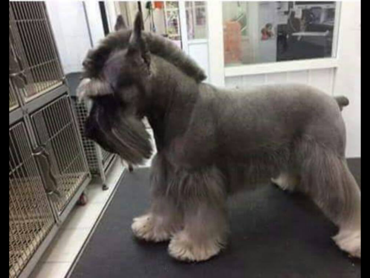 Афганская борзая Акита