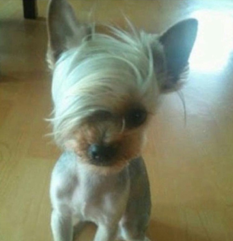 Собака в парике