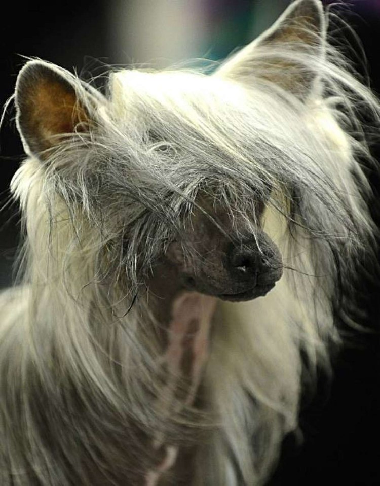 Китайская хохлатая собака лысая