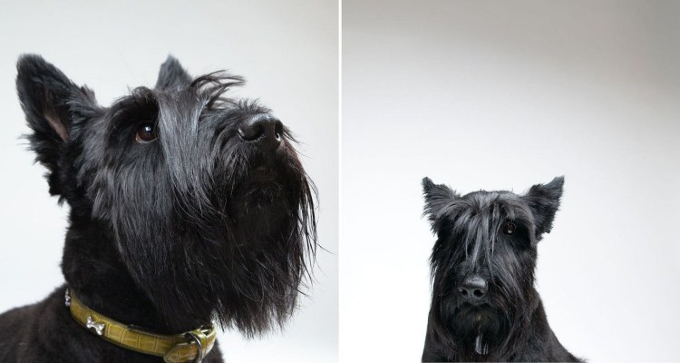 Китайская хохлатая собака лысая