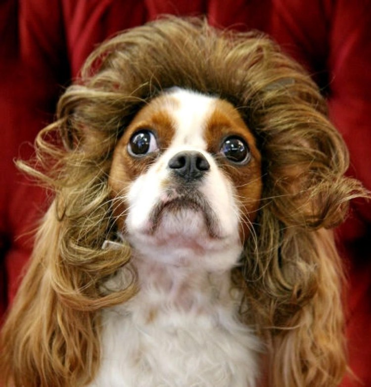 Ши тцу и пудель