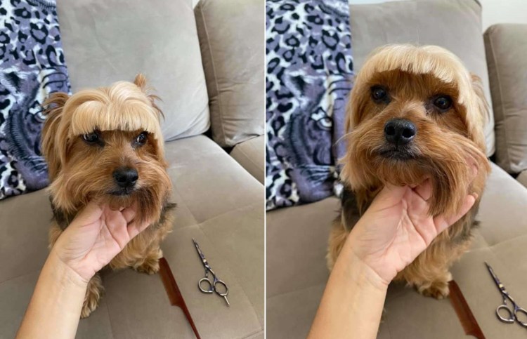 Йорк стрижка затылок