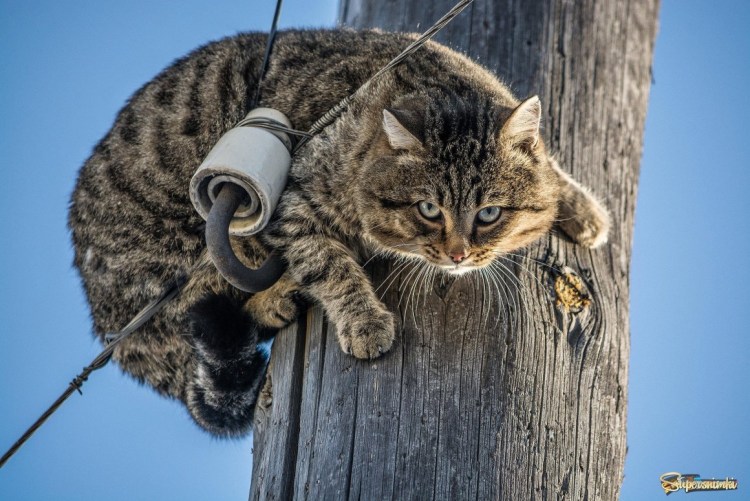 Кошки для столбов