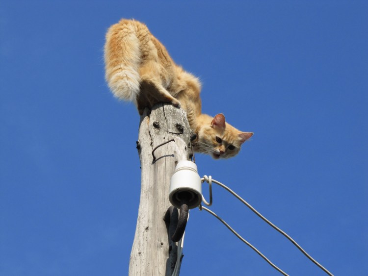 Электрик лезет на столб